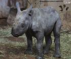 Разведение черных носорогов